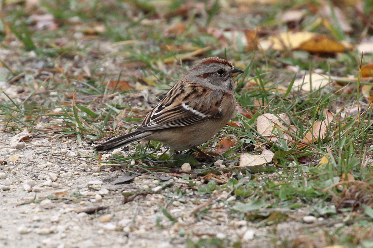Photograph titled 'American Tree Sparrow'