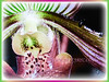 Paphiopedilum barbatum (Slipper Orchid, Bearded Paphiopedilum, Lady’s Slipper)