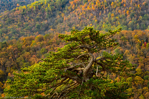 autumn color nature seasons tree travel forest landscape mountain