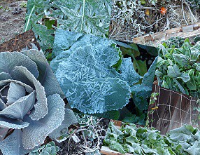 frozen vegetable patch