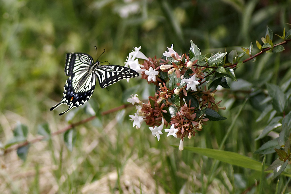 Swallowtail Butterfly Landing onto Flower