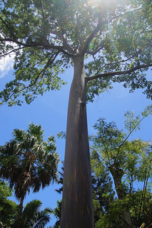 043 Rainbow Eucalyptus