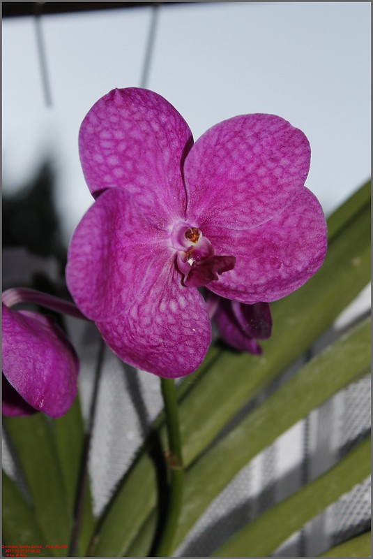 Orchideen-Neuzugang - Seite 36 37784927276_972af29143_c