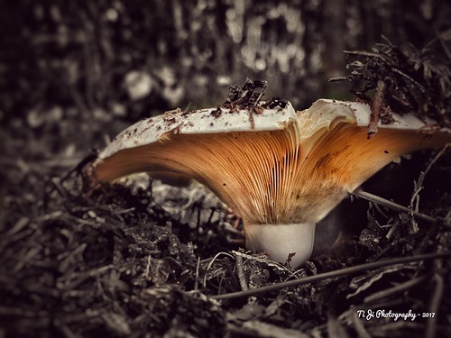 colorpop nature iphone6 mushroom