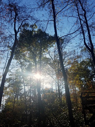 sillouette trees tree shadow sunlight sunshine sun fall autumn west wildandwonderful countryroads