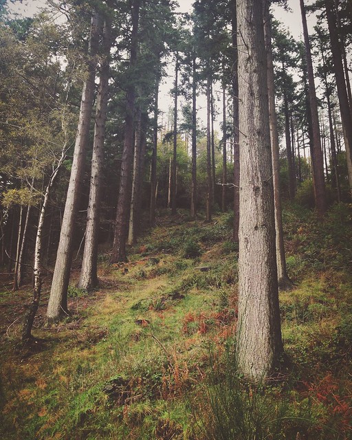 The Doach Wood. . #doachwood #castledouglas #dumfriesandgalloway #scottishscenery #forestrycommission #woodland #coniferousforest #trees