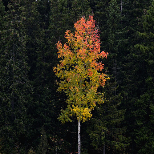lempäälä suomi finland autumn fall drop varista pudottaalehdet fallingleaves colorful värikäs maisema landscape forest metsä puu tree lonely yksinäinen outdoors nature luonto