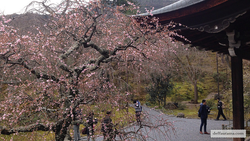 3 Hari Keliling Kyoto - Sakura Tenryuji Zen Temple