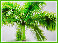 Roystonea regia (Cuban Royal Palm, Florida Royal Palm, Royal Palm) with focus on the green crownshaft, 24 Sept 2017