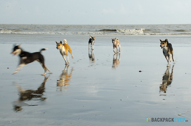 Dogs on beach V1
