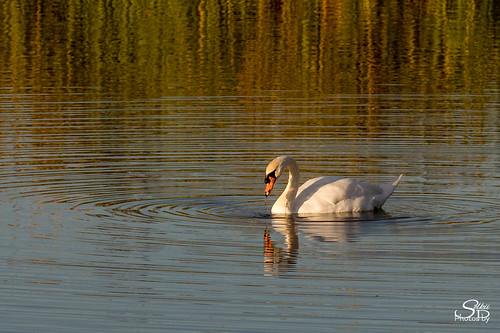 birds california cygnusolor lasgallinasponds lasgallinasvalleysanitarydistrict muteswan pond sanrafael swan water goldenhour sunset