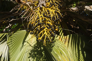 170 Vruchten Loulu Palm (smaakt als kokosnoot)