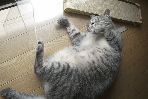 Obesity cat 〝Ginjiro〟