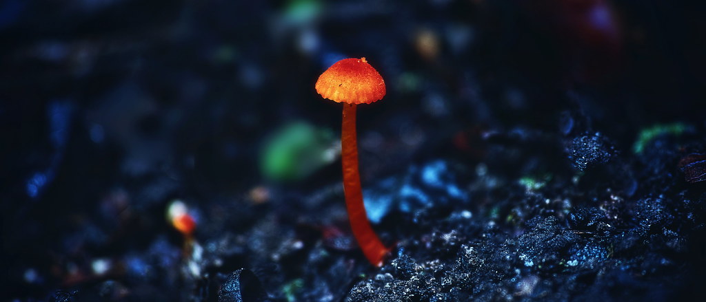 a fungus in a forest