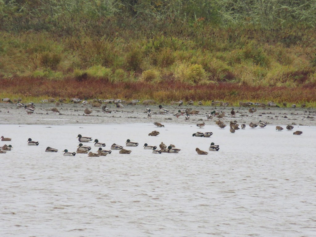 Ducks at Cabell Marsh