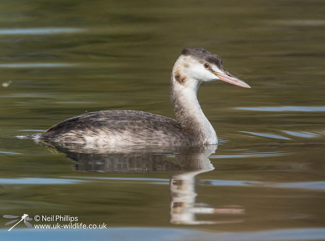 Great crested grebe-3