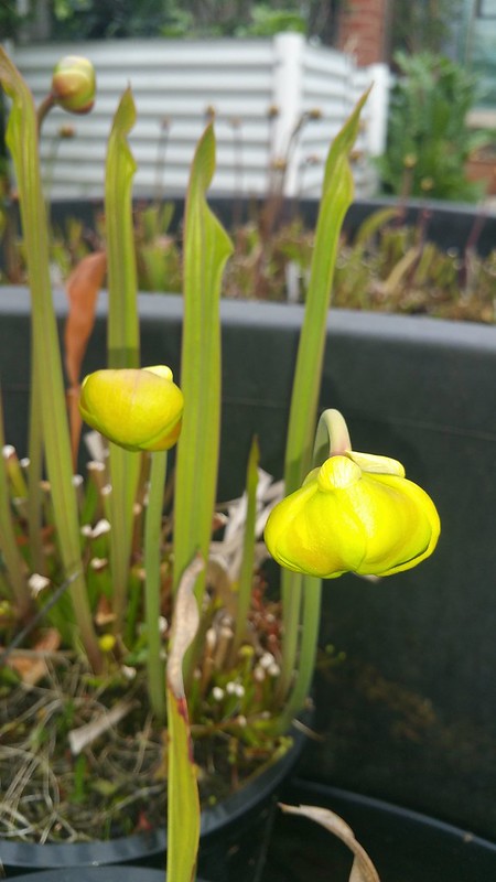 Sarracenia flava var. ornata 'Biddlecombe's heavy vein', unopened flowers and pitchers