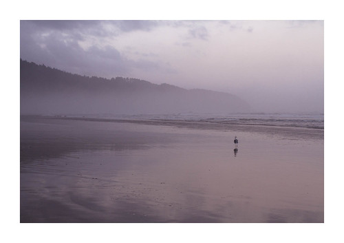 oregoncoast oregon beach ocean dawn seagull