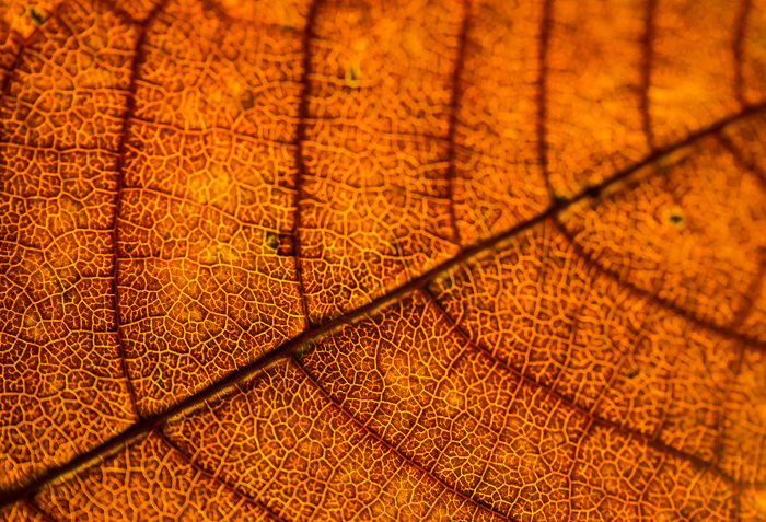 lehti syksyllä leaf autumn  (1 of 1)