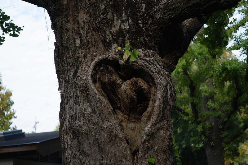 Ricoh GXR×Leica SUMMARON f2.8 35mm日比谷公園の木の幹のいぼ