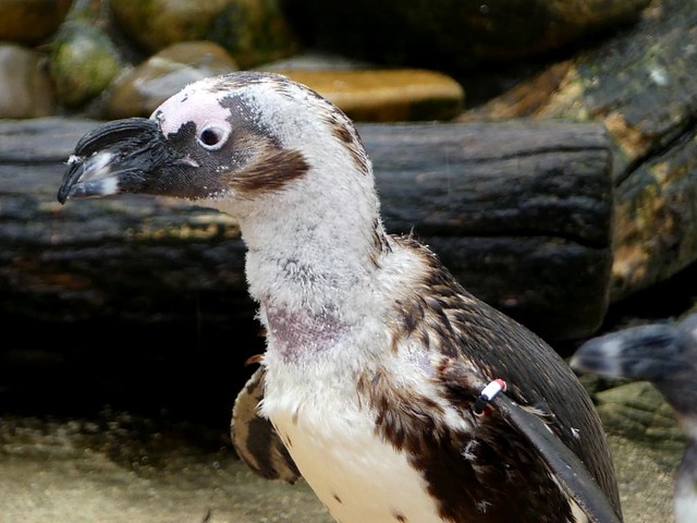 Pinguine, Zoo Hannover