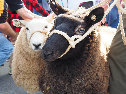 Sheep Closeup