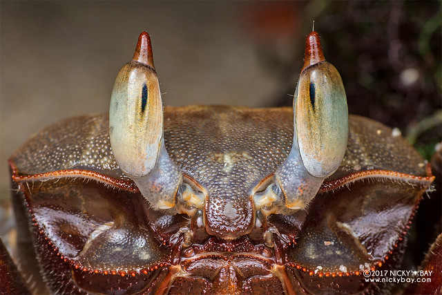 Horn-eyed ghost crab (Ocypode ceratophthalmus) - DSC_6511