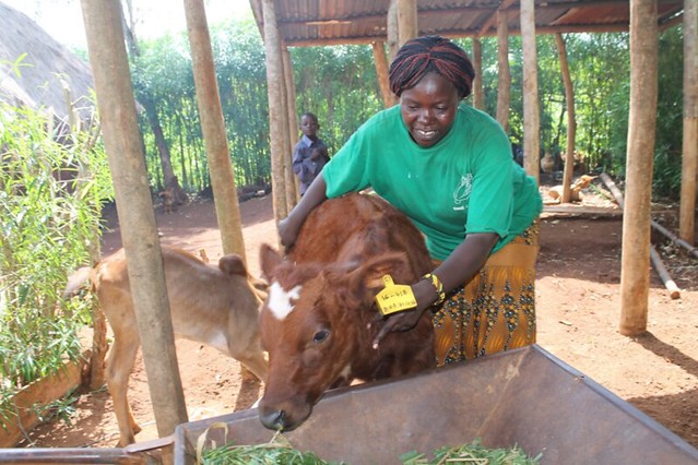 VBDA Priscilla Auma attending to her pure bred, Ayrshire bull calf .When the calf matures, it will  improve the local breeds in Muyeye B village, Busia County, Kenya.