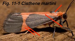 Fig. 11-1 Cisthene martini AZ321518-Melton-BG