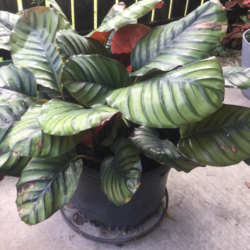 plant largeleafs red stripes