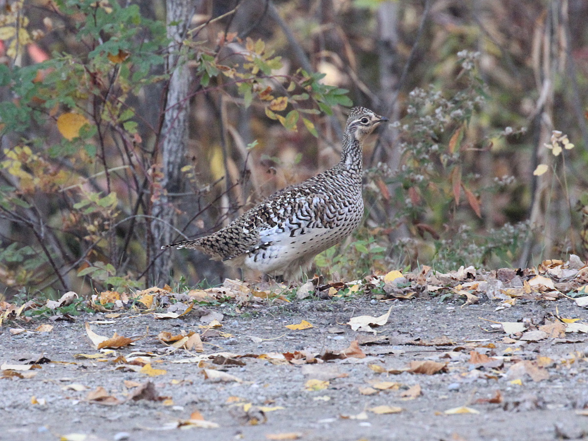 Photograph titled 'Sharp-tailed Grouse'