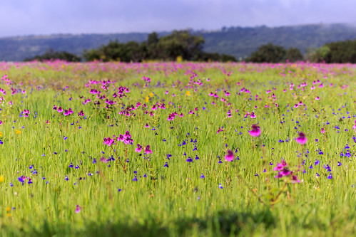 biodiversity blue fields flowers grass holidays kaasplateau landscape outdoor purple weekend