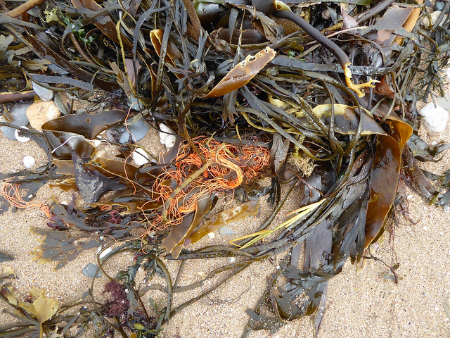 Plastic beach waste at Leas Foot Sands 1
