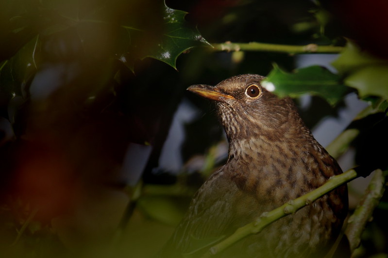 Female Blackbird, Roberts Park