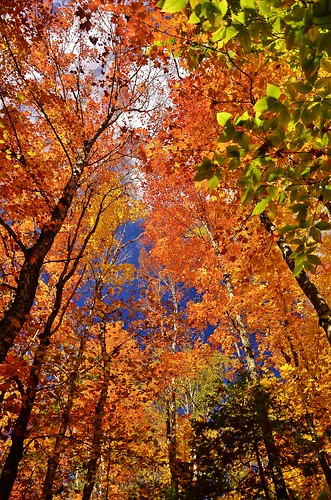 fall foliage autumn colour october moxie falls scenic area west forks maine united states america new england trees