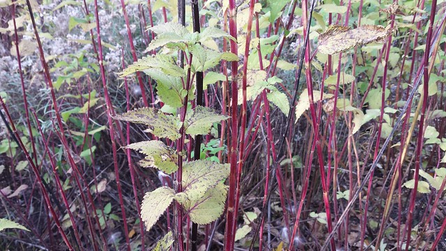 one short stem with lots of lime-green leaves in front, with dozens of tall, skinny red stems throughout the background