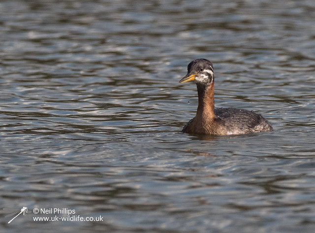 Red necked grebe-8