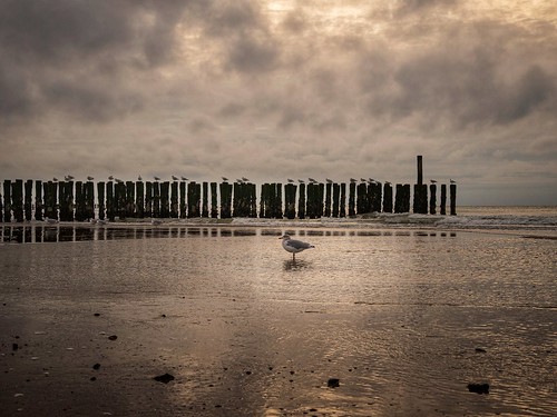 domburg zeeland netherlands beach strand sunset sunrise möwe seagull nordsee nordzee holland olympus olympusem10
