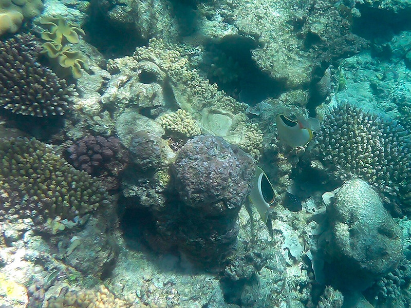 La Gran Barrera de Coral - AUSTRALIA POR LIBRE: EL PAÍS DEL FIN DEL MUNDO (6)
