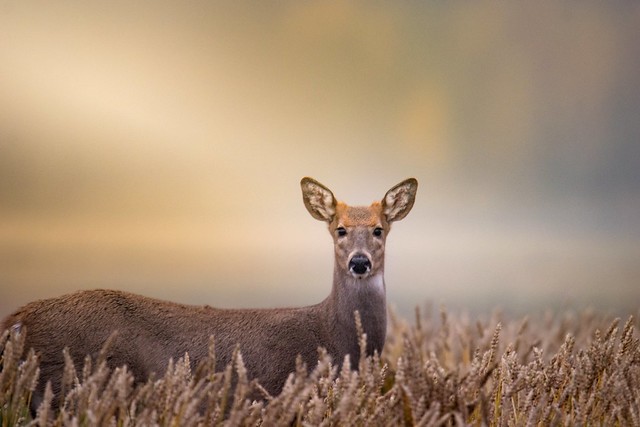 Deer at evening light