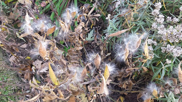 a cluster of more than a dozen skinny, brown pods with many white seed fluff balls all around