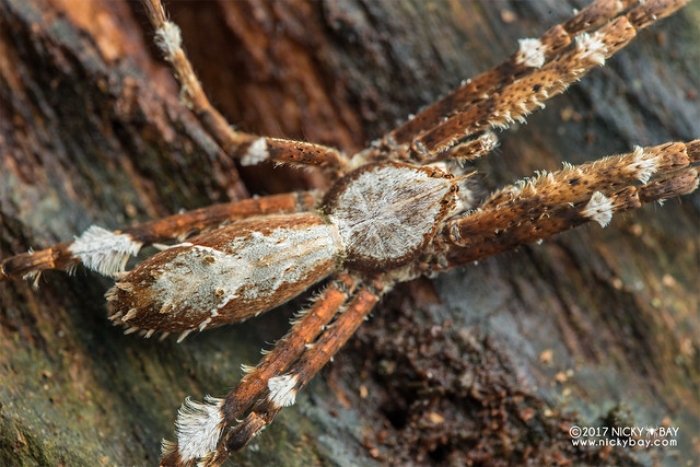 Long-legged wandering spider (Acantheis sp.) - DSC_9912