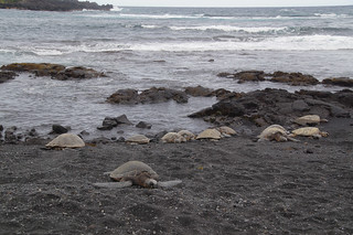 258 Schildpadden Black Sand Beach