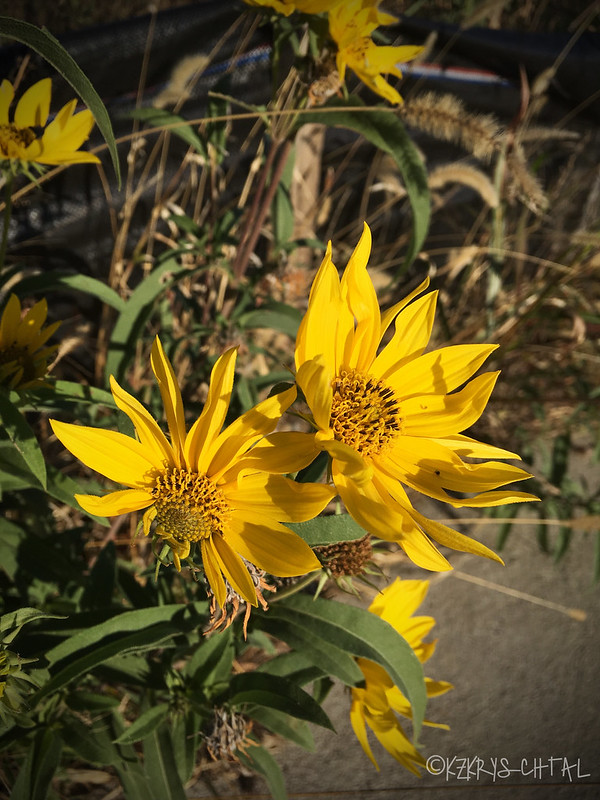 IMG_5492Sunflowers
