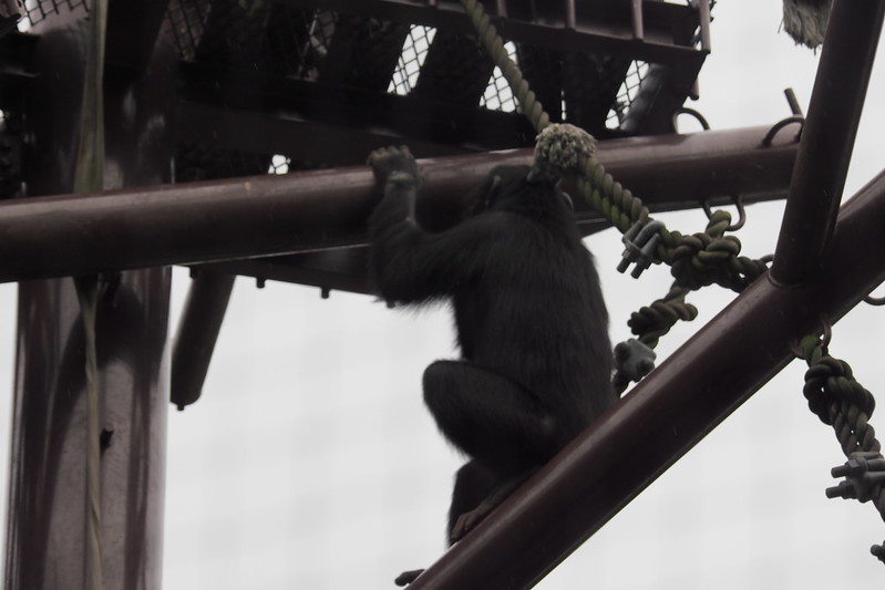 名古屋東山動物園チンパンジー