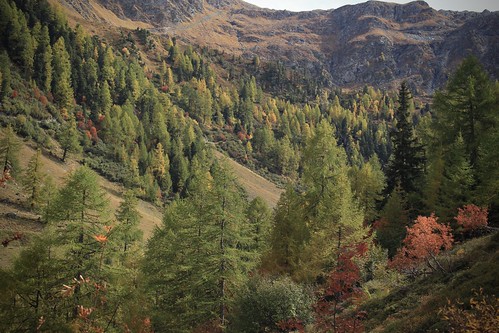 valais suisse vallondarby latzoumaz montagnes nature automne forêts arbres vert rouge