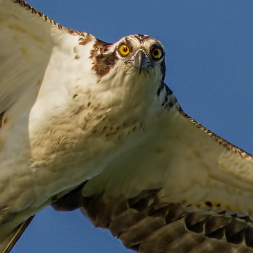cmsheehy colemansheehy bird osprey hawk fishhawk pandionhaliaetus rappahannock virginia