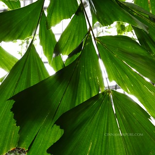 palm leave 