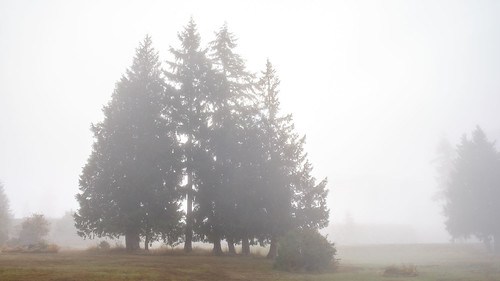 everett fog walterehallpark trinterphotos