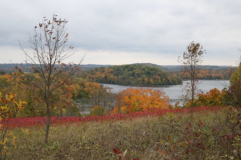 two leafless trees in the foreground overlooking a line of sumacs at the edge of the hill, with a lake and island in the background
